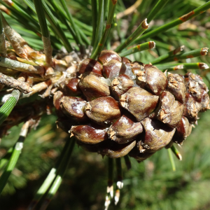 Pinus mugo subsp. uncinata (Ramond ex DC.) Domin [1936] [nn49661] par Alain Bigou le 04/09/2025 - Font-Romeu-Odeillo-Via