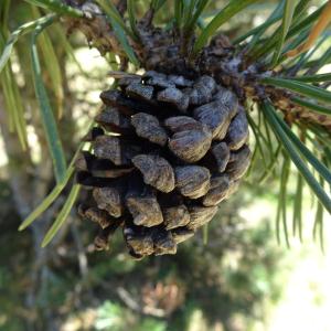 Pinus mugo subsp. uncinata (Ramond ex DC.) Domin [1936] [nn49661] par Alain Bigou le 04/09/2025 - Font-Romeu-Odeillo-Via