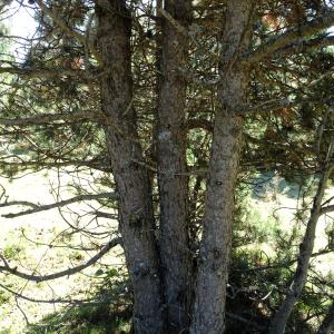 Pinus mugo subsp. uncinata (Ramond ex DC.) Domin [1936] [nn49661] par Alain Bigou le 04/09/2025 - Font-Romeu-Odeillo-Via