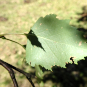 Betula pendula Roth [1788] [nn9626] par Alain Bigou le 04/09/2025 - Font-Romeu-Odeillo-Via