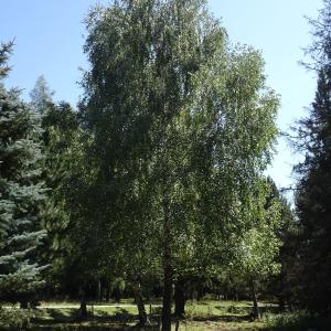 Betula pendula Roth [1788] [nn9626] par Alain Bigou le 04/09/2025 - Font-Romeu-Odeillo-Via
