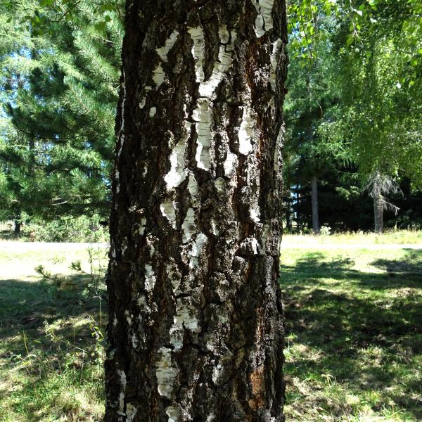 Betula pendula Roth [1788] [nn9626] par Alain Bigou le 04/09/2025 - Font-Romeu-Odeillo-Via