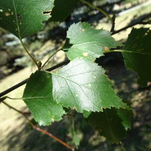 Betula pendula Roth [1788] [nn9626] par Alain Bigou le 04/09/2025 - Font-Romeu-Odeillo-Via