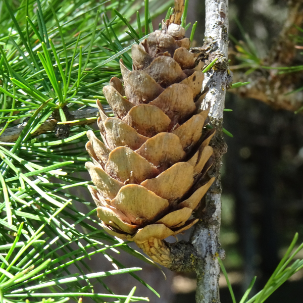 Larix decidua Mill. [1768] [nn75208] par Alain Bigou le 04/09/2025 - Font-Romeu-Odeillo-Via