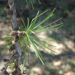 Larix decidua Mill. [1768] [nn75208] par Alain Bigou le 04/09/2025 - Font-Romeu-Odeillo-Via