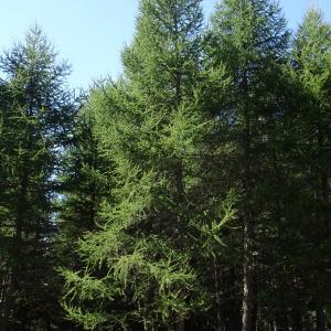 Larix decidua Mill. [1768] [nn75208] par Alain Bigou le 04/09/2025 - Font-Romeu-Odeillo-Via
