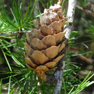 Larix decidua Mill. [1768] [nn75208] par Alain Bigou le 04/09/2025 - Font-Romeu-Odeillo-Via