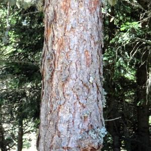 Larix decidua Mill. [1768] [nn75208] par Alain Bigou le 04/09/2025 - Font-Romeu-Odeillo-Via