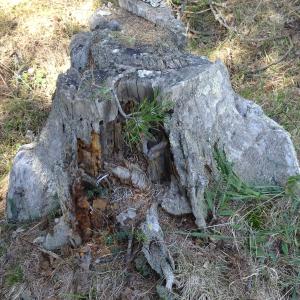 Pinus mugo subsp. uncinata (Ramond ex DC.) Domin [1936] [nn49661] par Alain Bigou le 04/09/2025 - Font-Romeu-Odeillo-Via