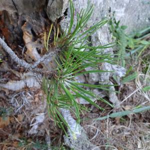 Pinus mugo subsp. uncinata (Ramond ex DC.) Domin [1936] [nn49661] par Alain Bigou le 04/09/2025 - Font-Romeu-Odeillo-Via