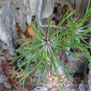 Pinus mugo subsp. uncinata (Ramond ex DC.) Domin [1936] [nn49661] par Alain Bigou le 04/09/2025 - Font-Romeu-Odeillo-Via