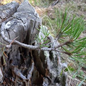 Pinus mugo subsp. uncinata (Ramond ex DC.) Domin [1936] [nn49661] par Alain Bigou le 04/09/2025 - Font-Romeu-Odeillo-Via