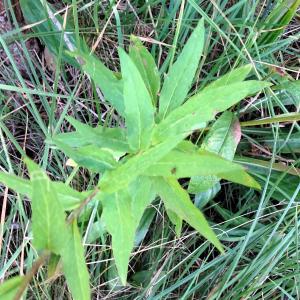 Hieracium sabaudum L. [1753] [nn34157] par Alain Bigou le 04/09/2025 - Font-Romeu-Odeillo-Via