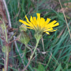 Hieracium sabaudum L. [1753] [nn34157] par Alain Bigou le 04/09/2025 - Font-Romeu-Odeillo-Via
