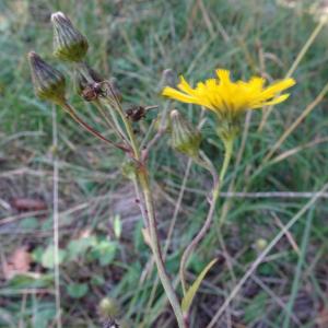 Hieracium sabaudum L. [1753] [nn34157] par Alain Bigou le 04/09/2025 - Font-Romeu-Odeillo-Via