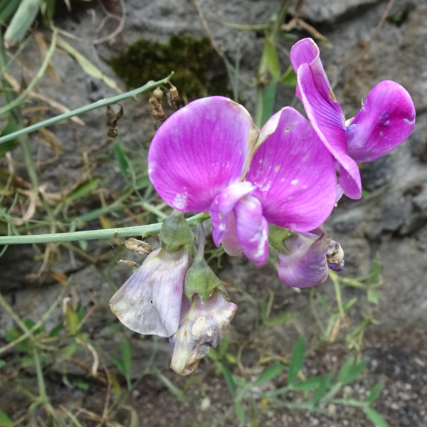 Lathyrus latifolius L. [1753] [nn37921] par Alain Bigou le 04/09/2025 - Orgeix