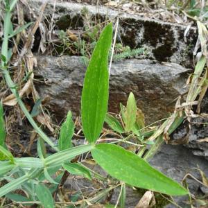 Lathyrus latifolius L. [1753] [nn37921] par Alain Bigou le 04/09/2025 - Orgeix