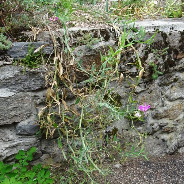 Lathyrus latifolius L. [1753] [nn37921] par Alain Bigou le 04/09/2025 - Orgeix