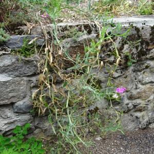 Lathyrus latifolius L. [1753] [nn37921] par Alain Bigou le 04/09/2025 - Orgeix