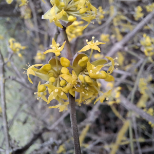 Cornus mas L. [1753] [nn18956] par Bernard Legendre le 18/02/2026 - Chatelans