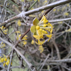 Cornus mas L. [1753] [nn18956] par Bernard Legendre le 18/02/2026 - Chatelans