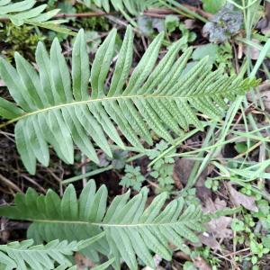 Polypodium vulgare L. [1753] [nn51834] par Bernard Legendre le 18/02/2026 - Chatelans