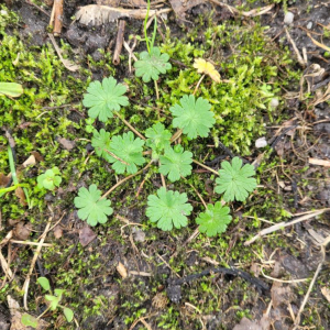 Geranium molle L. [nn75468] par SachaBM le 19/02/2026 - Talence