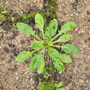 Crepis bursifolia L. [nn19627] par SachaBM le 19/02/2026 - Talence