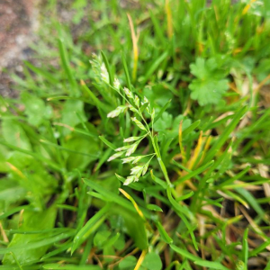 Poa annua L. [nn50284] par SachaBM le 19/02/2026 - Talence