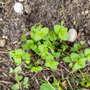 Veronica agrestis L. [1753] [nn71056] par SachaBM le 19/02/2026 - Talence