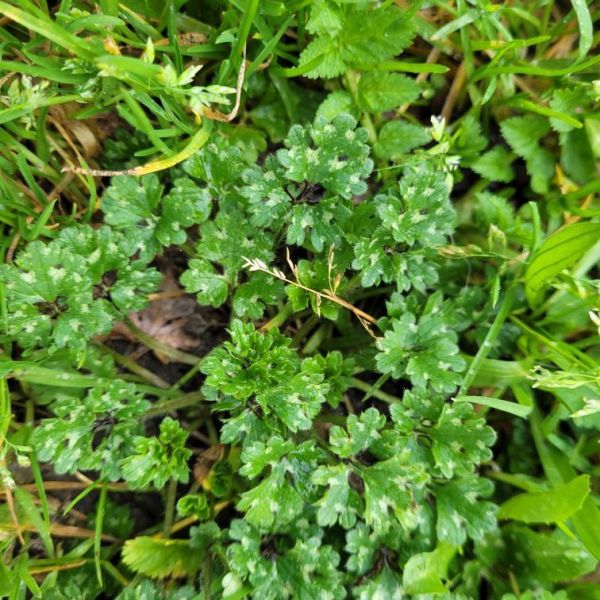 Ranunculus tuberosus Lapeyr. [1813] [nn55479] par SachaBM le 19/02/2026 - Talence