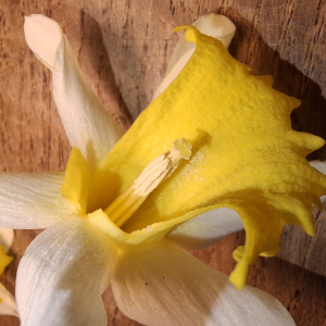 Narcissus pseudonarcissus L. [1753] [nn43646] par Bernard Legendre le 19/02/2026 - Joyeux