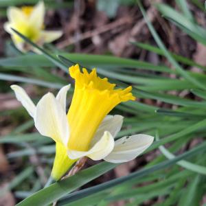 Narcissus pseudonarcissus L. [1753] [nn43646] par Bernard Legendre le 19/02/2026 - Joyeux