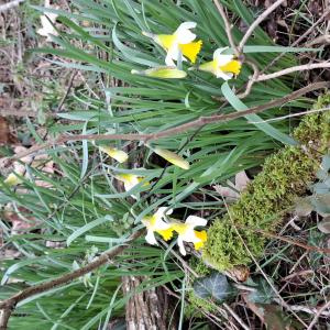 Narcissus pseudonarcissus L. [1753] [nn43646] par Bernard Legendre le 19/02/2026 - Joyeux