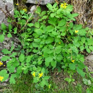 Chelidonium majus L. [1753] [nn16703] par Alain Bigou le 04/09/2025 - Orgeix
