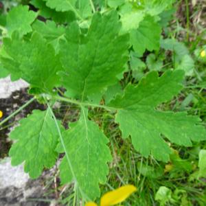 Chelidonium majus L. [1753] [nn16703] par Alain Bigou le 04/09/2025 - Orgeix