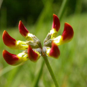 Hippocrepis comosa L. [1753] [nn32067] par Michel DÉmares le 03/05/2019 - Colmars