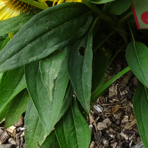 Echinacea purpurea (L.) Moench [1794] [nn7931] par Alain Bigou le 04/09/2025 - Orgeix