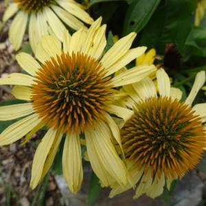 Echinacea purpurea (L.) Moench [1794] [nn7931] par Alain Bigou le 04/09/2025 - Orgeix