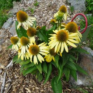Echinacea purpurea (L.) Moench [1794] [nn7931] par Alain Bigou le 04/09/2025 - Orgeix
