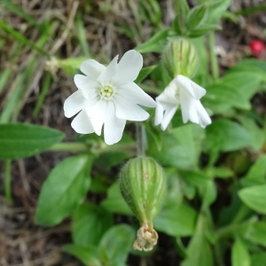 Silene latifolia Poir. [1789] [nn64191] par Alain Bigou le 04/09/2025 - Orgeix