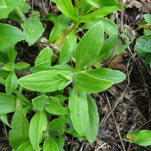 Silene latifolia Poir. [1789] [nn64191] par Alain Bigou le 04/09/2025 - Orgeix