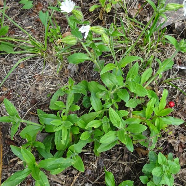 Silene latifolia Poir. [1789] [nn64191] par Alain Bigou le 04/09/2025 - Orgeix
