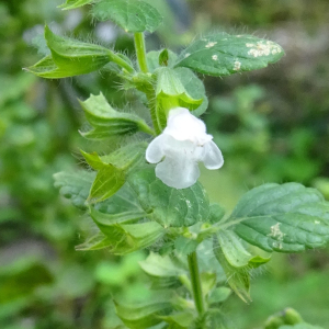 Melissa officinalis L. [1753] [nn41898] par Alain Bigou le 04/09/2025 - Orgeix