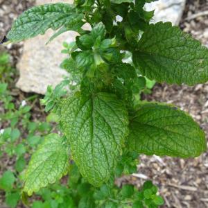 Melissa officinalis L. [1753] [nn41898] par Alain Bigou le 04/09/2025 - Orgeix