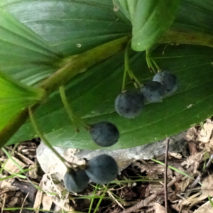 Polygonatum odoratum (Mill.) Druce [1906] [nn51306] par Alain Bigou le 04/09/2025 - Orgeix