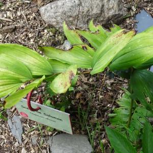 Polygonatum odoratum (Mill.) Druce [1906] [nn51306] par Alain Bigou le 04/09/2025 - Orgeix