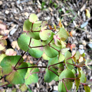 Euphorbia amygdaloides L. [1753] [nn75121] par Alain Bigou le 04/09/2025 - Orgeix