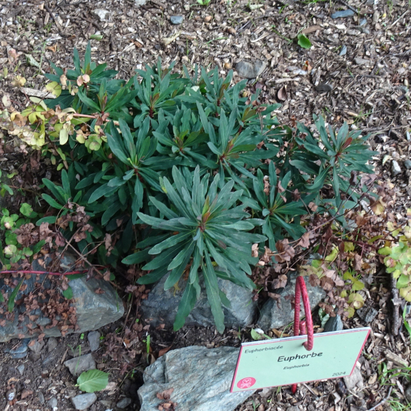 Euphorbia amygdaloides L. [1753] [nn75121] par Alain Bigou le 04/09/2025 - Orgeix