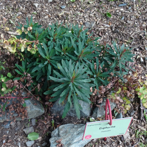 Euphorbia amygdaloides L. [1753] [nn75121] par Alain Bigou le 04/09/2025 - Orgeix